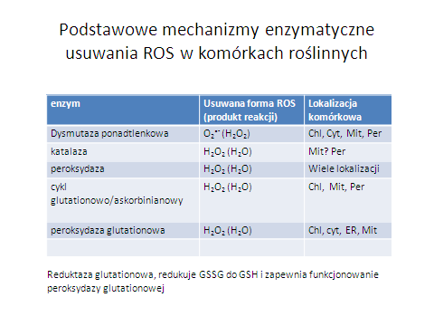 W skład nieenzymatycznego systemu antyoksydacyjnego można zaliczyć głównie cząsteczkowe, komórkowe zmiatacze ROS, rozpuszczalne w wodzie, jak: askorbinian i glutation oraz rozpuszczalne w tłuszczach,