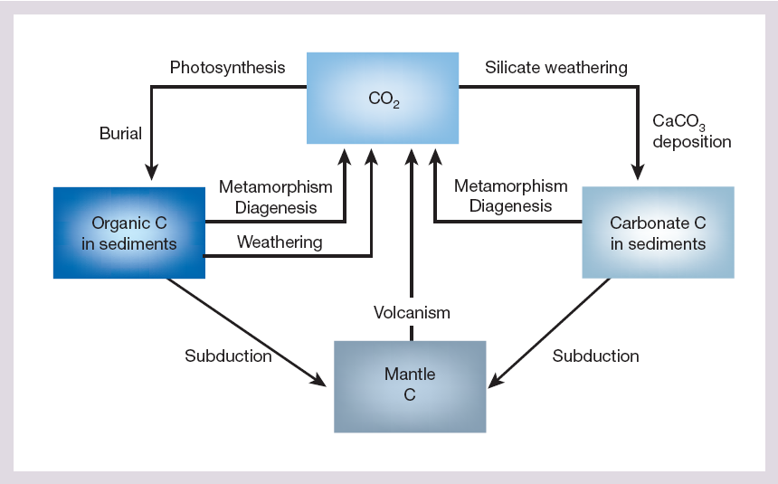 Cykl węgla w przyrodzie w skali geologicznej W geologicznej skali czasu na ilość CO2 w