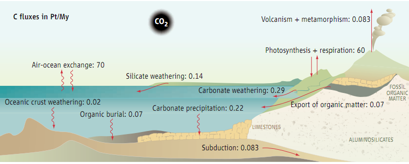 Cykl węgla w geologicznej skali
