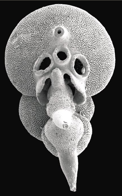 Otwornice: termometry paleoklimatyczne Stosunek izotopów tlenu wbudowanego w skorupki otwornic (Foraminifera) zależy od temperatury wody.