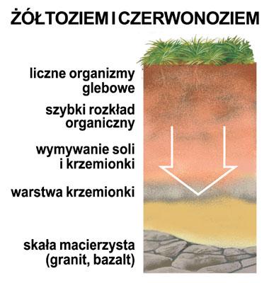 Powstają pod bujną roślinnością leśną.