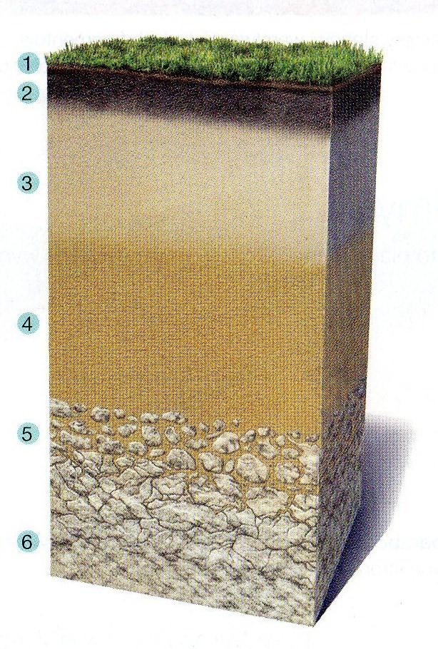 Poziomy glebowe W wyniku procesu glebotwórczego powstają poziomy glebowe. Różnią się one grubością, barwą, składem chemicznym oraz zawartością materii organicznej. 1.
