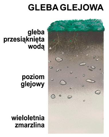 Gleby tundrowe (glejowe) Występują na obszarach o klimacie subpolarnym. Ich rozwój ogranicza wieloletnia zmarzlina oraz niska temperatura powietrza hamująca wzrost roślinności.