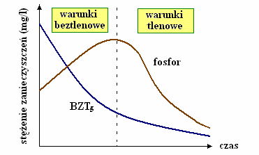 Biologiczne usuwanie fosforu ze ścieków 165 1.1. PROCES WZMOŻONEJ BIOLOGICZNNEJ DEFOSFATACJI (ANG.