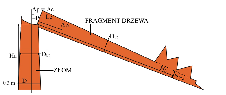 Rys. 18. Sposób pomiaru drzewa złamanego 5.5. NUMERACJA DRZEW I PNIAKÓW W KOLEJNYCH CYKLACH WISL Zmiany zachodzące na powierzchni pomiędzy pomiarami w poszczególnych cyklach, tj.