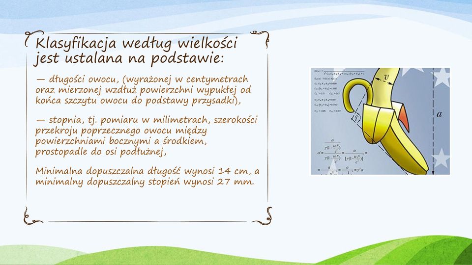 pomiaru w milimetrach, szerokości przekroju poprzecznego owocu między powierzchniami bocznymi a środkiem,