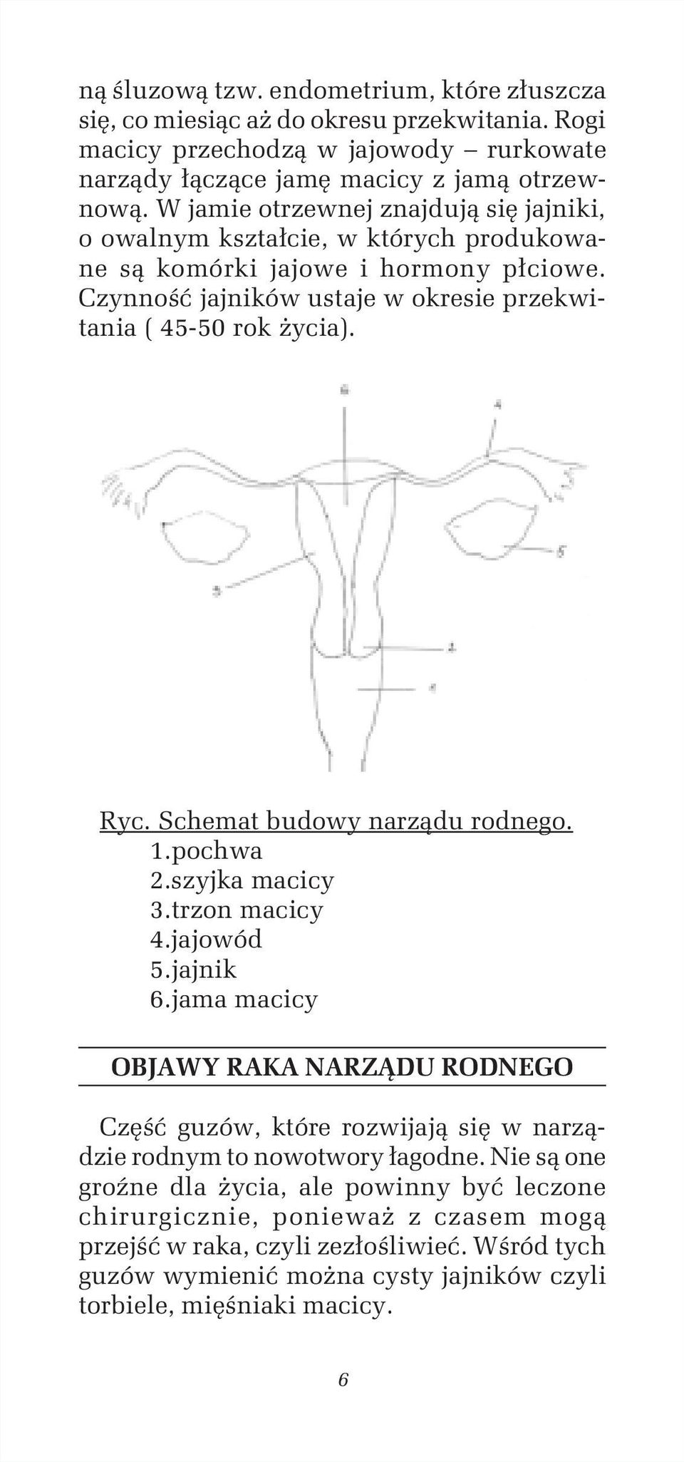 Schemat budowy narządu rodnego. 1.pochwa 2.szyjka macicy 3.trzon macicy 4.jajowód 5.jajnik 6.