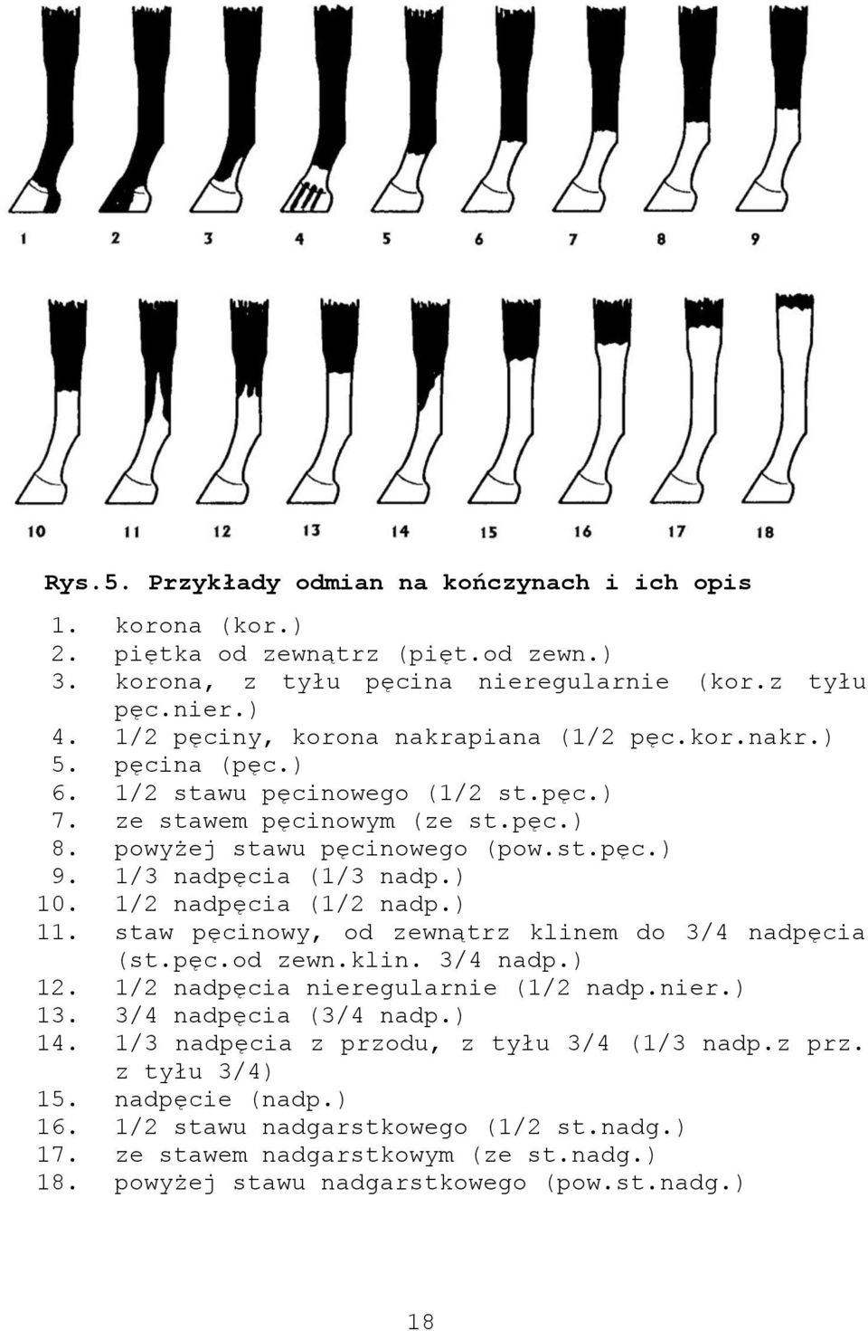 1/3 nadpęcia (1/3 nadp.) 10. 1/2 nadpęcia (1/2 nadp.) 11. staw pęcinowy, od zewnątrz klinem do 3/4 nadpęcia (st.pęc.od zewn.klin. 3/4 nadp.) 12. 1/2 nadpęcia nieregularnie (1/2 nadp.nier.) 13.