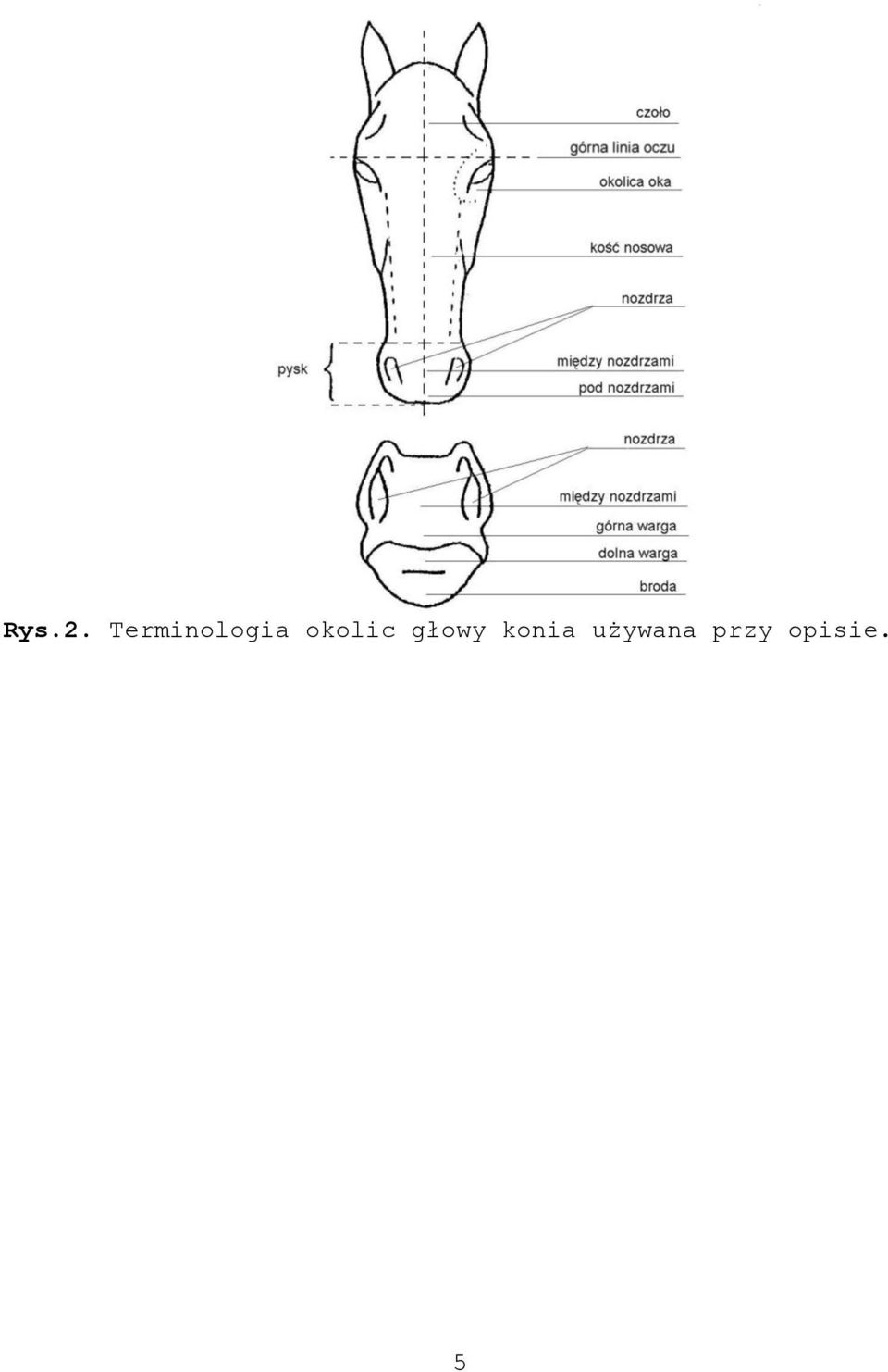 okolic głowy