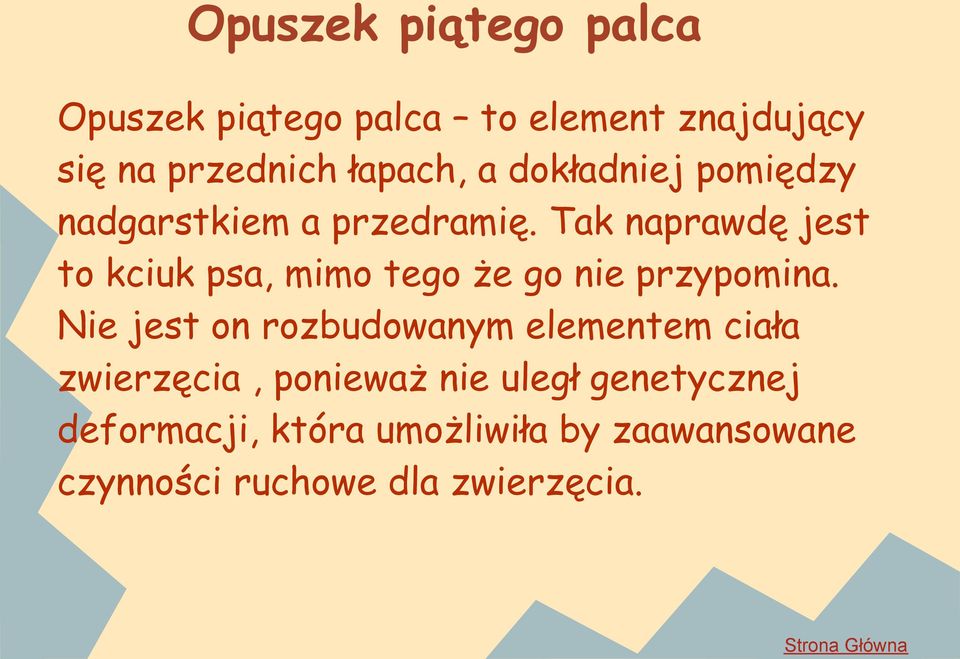 Tak naprawdę jest to kciuk psa, mimo tego że go nie przypomina.