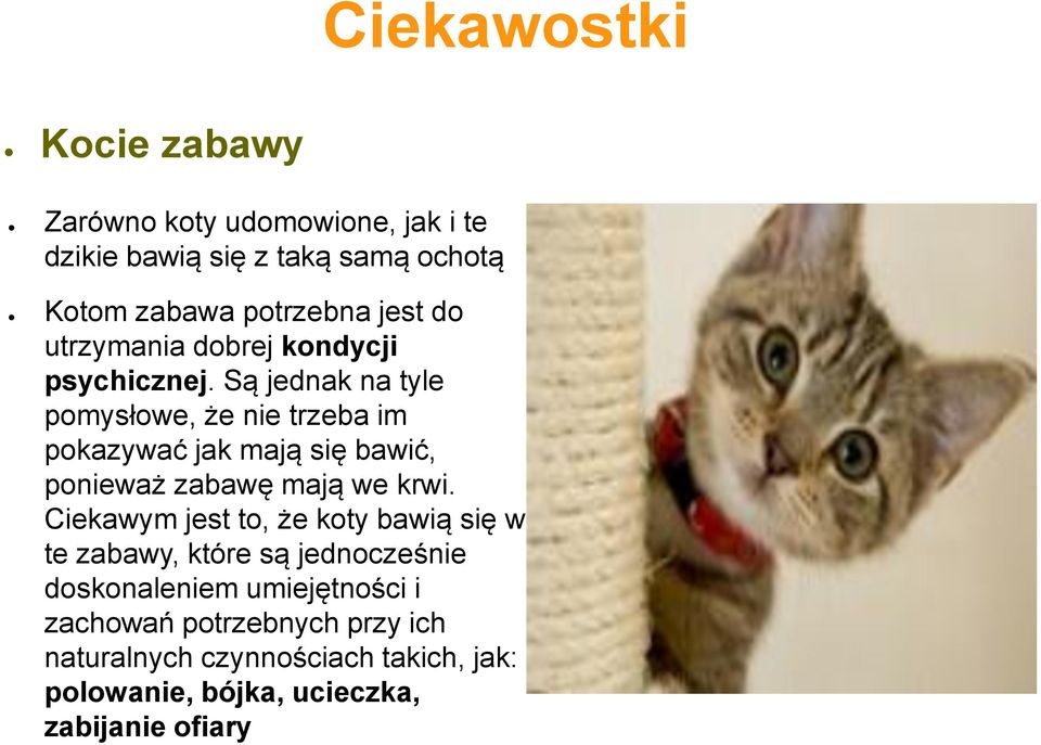 Są jednak na tyle pomysłowe, że nie trzeba im pokazywać jak mają się bawić, ponieważ zabawę mają we krwi.