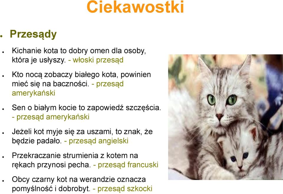 - przesąd amerykański Sen o białym kocie to zapowiedź szczęścia.