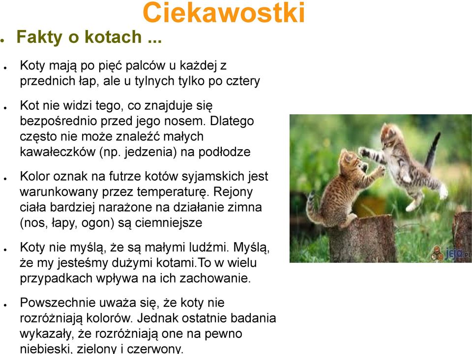 Dlatego często nie może znaleźć małych kawałeczków (np. jedzenia) na podłodze Kolor oznak na futrze kotów syjamskich jest warunkowany przez temperaturę.