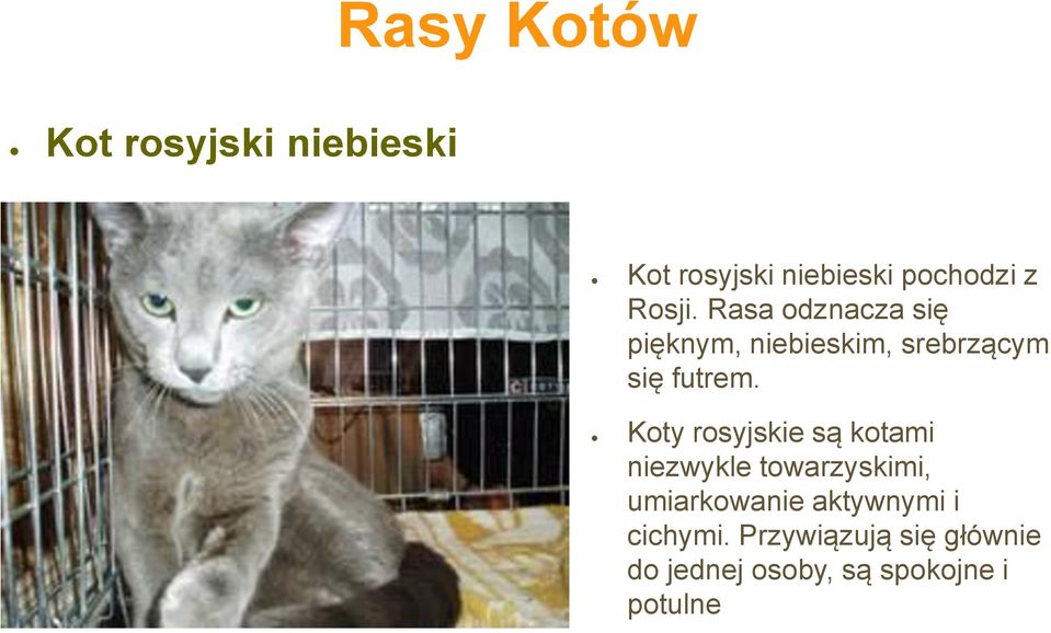 Koty rosyjskie są kotami niezwykle towarzyskimi, umiarkowanie