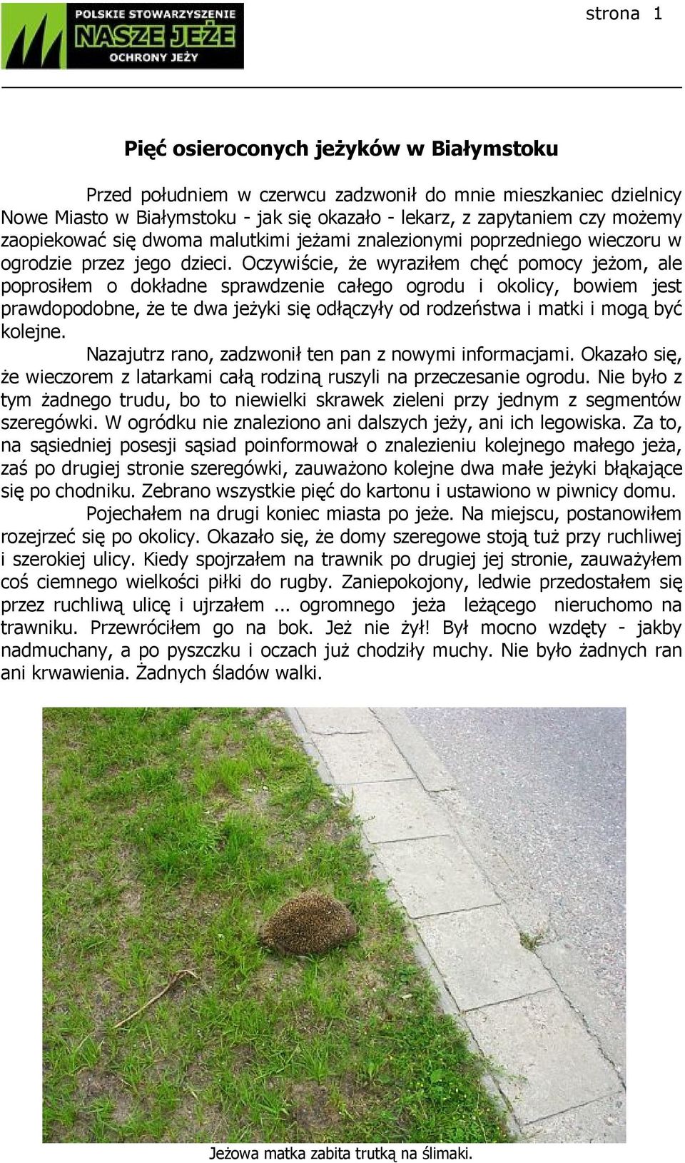 Oczywiście, że wyraziłem chęć pomocy jeżom, ale poprosiłem o dokładne sprawdzenie całego ogrodu i okolicy, bowiem jest prawdopodobne, że te dwa jeżyki się odłączyły od rodzeństwa i matki i mogą być
