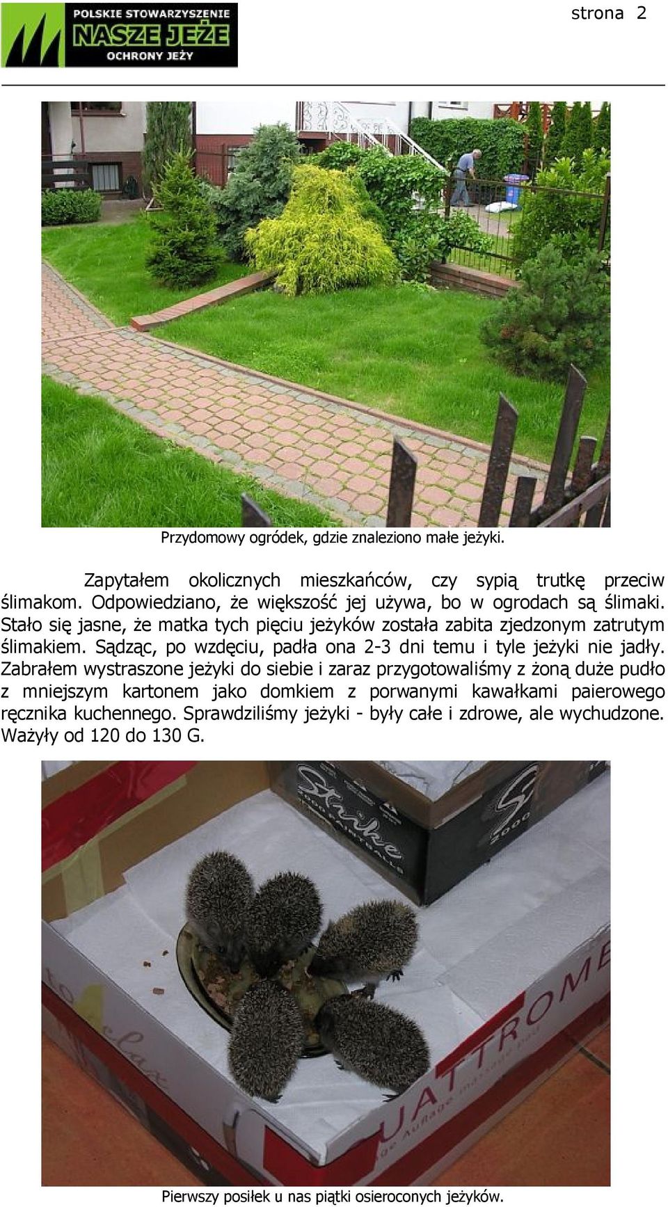 Sądząc, po wzdęciu, padła ona 2-3 dni temu i tyle jeżyki nie jadły.