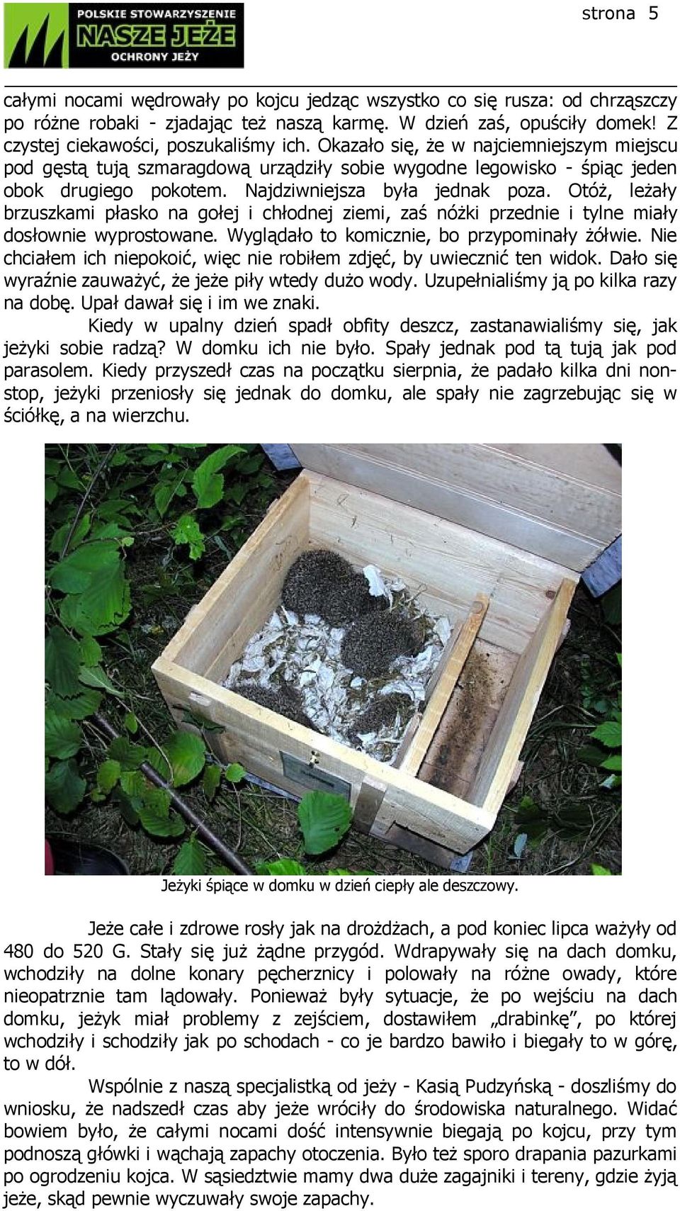 Otóż, leżały brzuszkami płasko na gołej i chłodnej ziemi, zaś nóżki przednie i tylne miały dosłownie wyprostowane. Wyglądało to komicznie, bo przypominały żółwie.