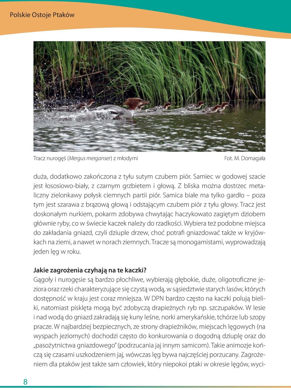Samica białe ma tylko gardło poza tym jest szarawa z brązową głową i odstającym czubem piór z tyłu głowy.