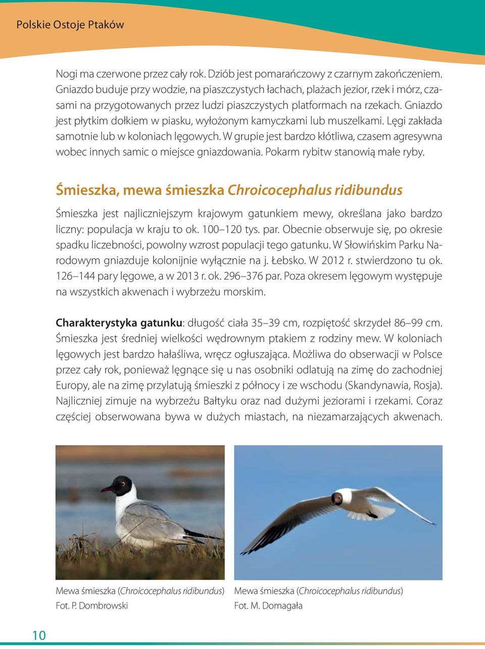Gniazdo jest płytkim dołkiem w piasku, wyłożonym kamyczkami lub muszelkami. Lęgi zakłada samotnie lub w koloniach lęgowych.