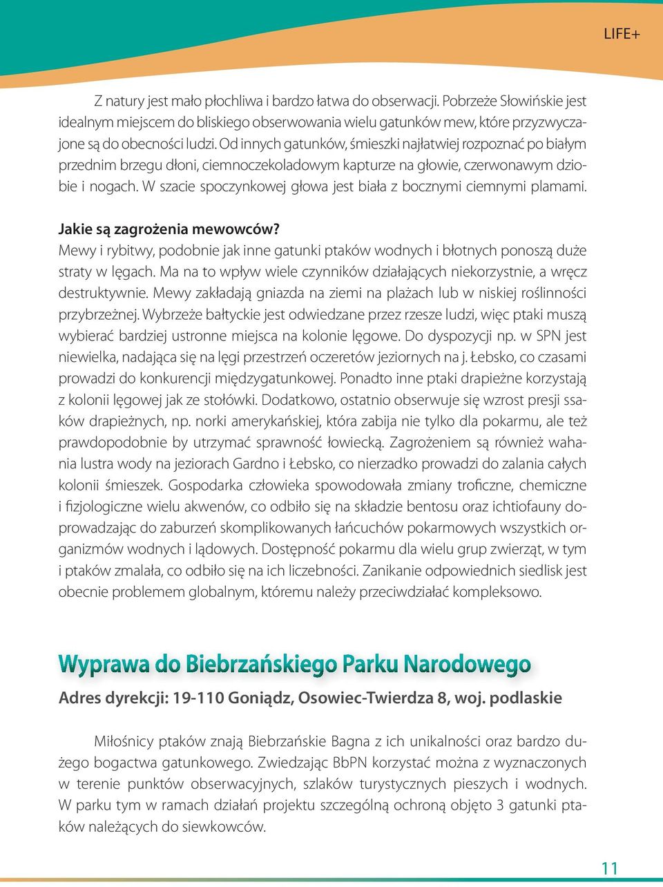 W szacie spoczynkowej głowa jest biała z bocznymi ciemnymi plamami. Jakie są zagrożenia mewowców? Mewy i rybitwy, podobnie jak inne gatunki ptaków wodnych i błotnych ponoszą duże straty w lęgach.