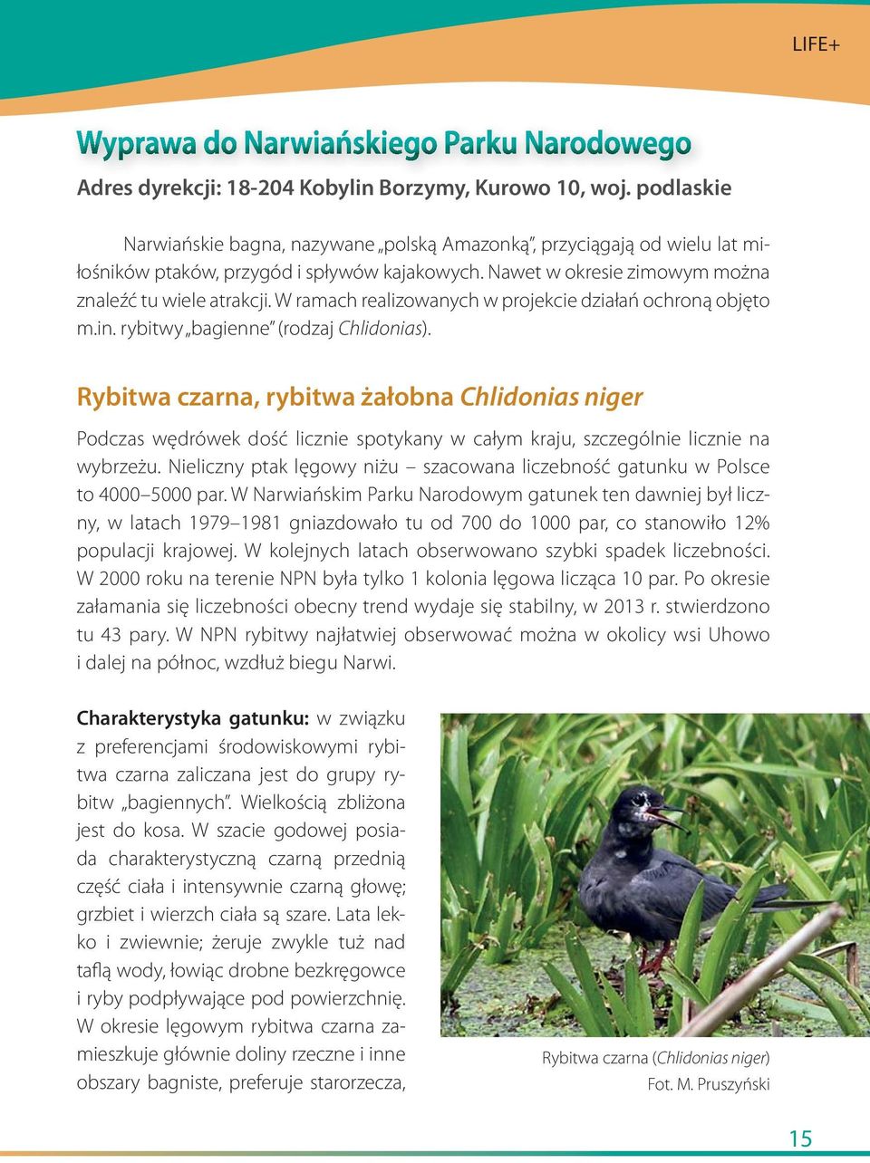 Rybitwa czarna, rybitwa żałobna Chlidonias niger Podczas wędrówek dość licznie spotykany w całym kraju, szczególnie licznie na wybrzeżu.