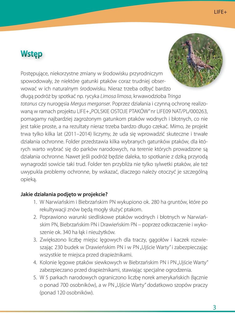 Poprzez działania i czynną ochronę realizowaną w ramach projektu LIFE+ POLSKIE OSTOJE PTAKÓW nr LIFE09 NAT/PL/000263, pomagamy najbardziej zagrożonym gatunkom ptaków wodnych i błotnych, co nie jest