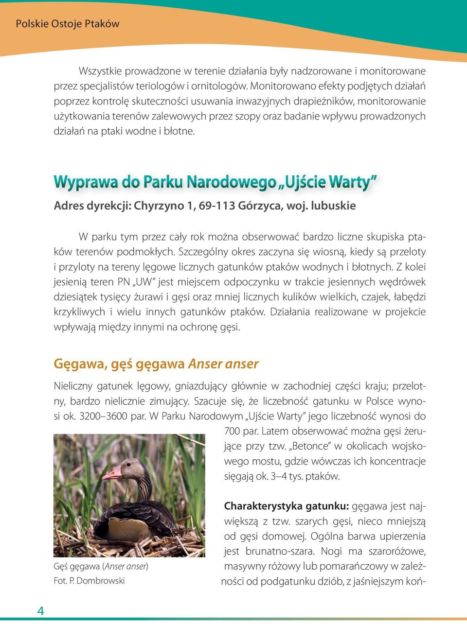 działań na ptaki wodne i błotne. Adres dyrekcji: Chyrzyno 1, 69-113 Górzyca, woj. lubuskie W parku tym przez cały rok można obserwować bardzo liczne skupiska ptaków terenów podmokłych.