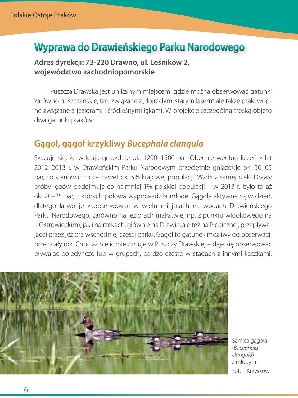 W projekcie szczególną troską objęto dwa gatunki ptaków: Gągoł, gągoł krzykliwy Bucephala clangula Szacuje się, że w kraju gniazduje ok. 1200 1500 par. Obecnie według liczeń z lat 2012 2013 r.