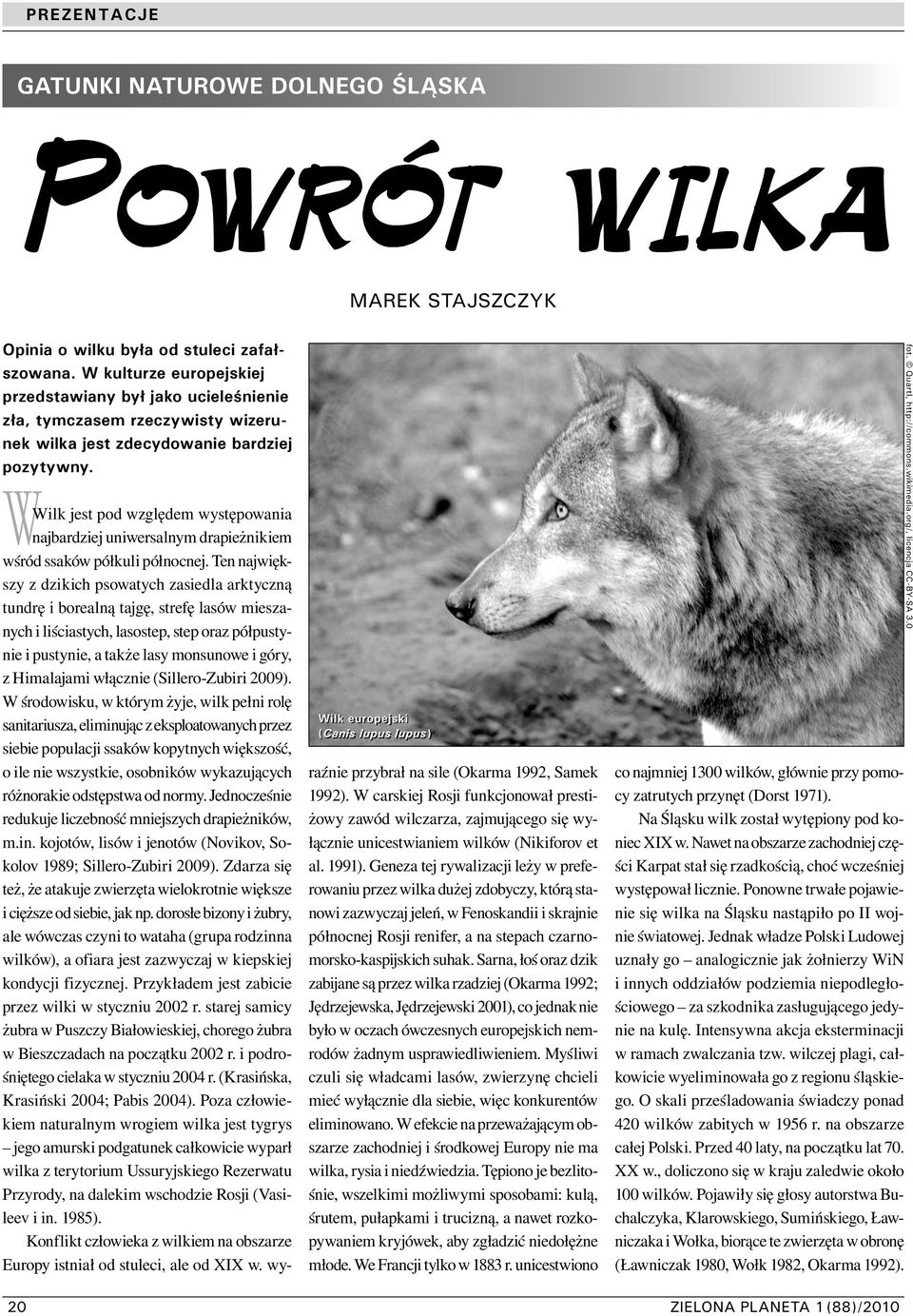 Wilk europejski (Canis lupus lupus) WWilk jest pod względem występowania najbardziej uniwersalnym drapieżnikiem wśród ssaków półkuli północnej.