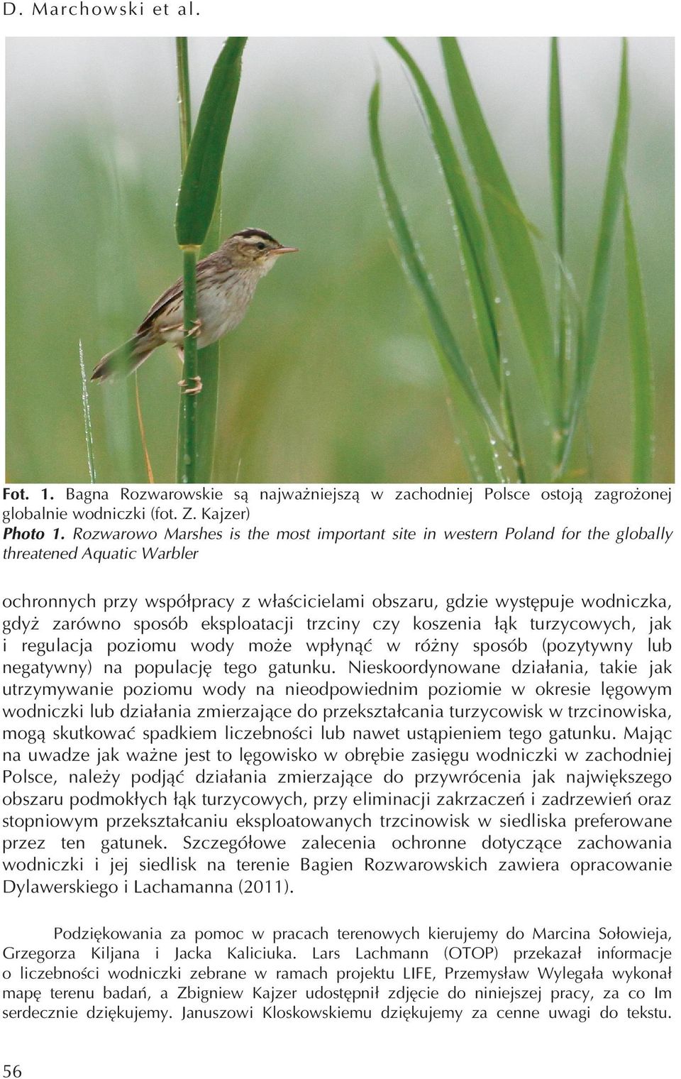 sposób eksploatacji trzciny czy koszenia łąk turzycowych, jak i regulacja poziomu wody może wpłynąć w różny sposób (pozytywny lub negatywny) na populację tego gatunku.