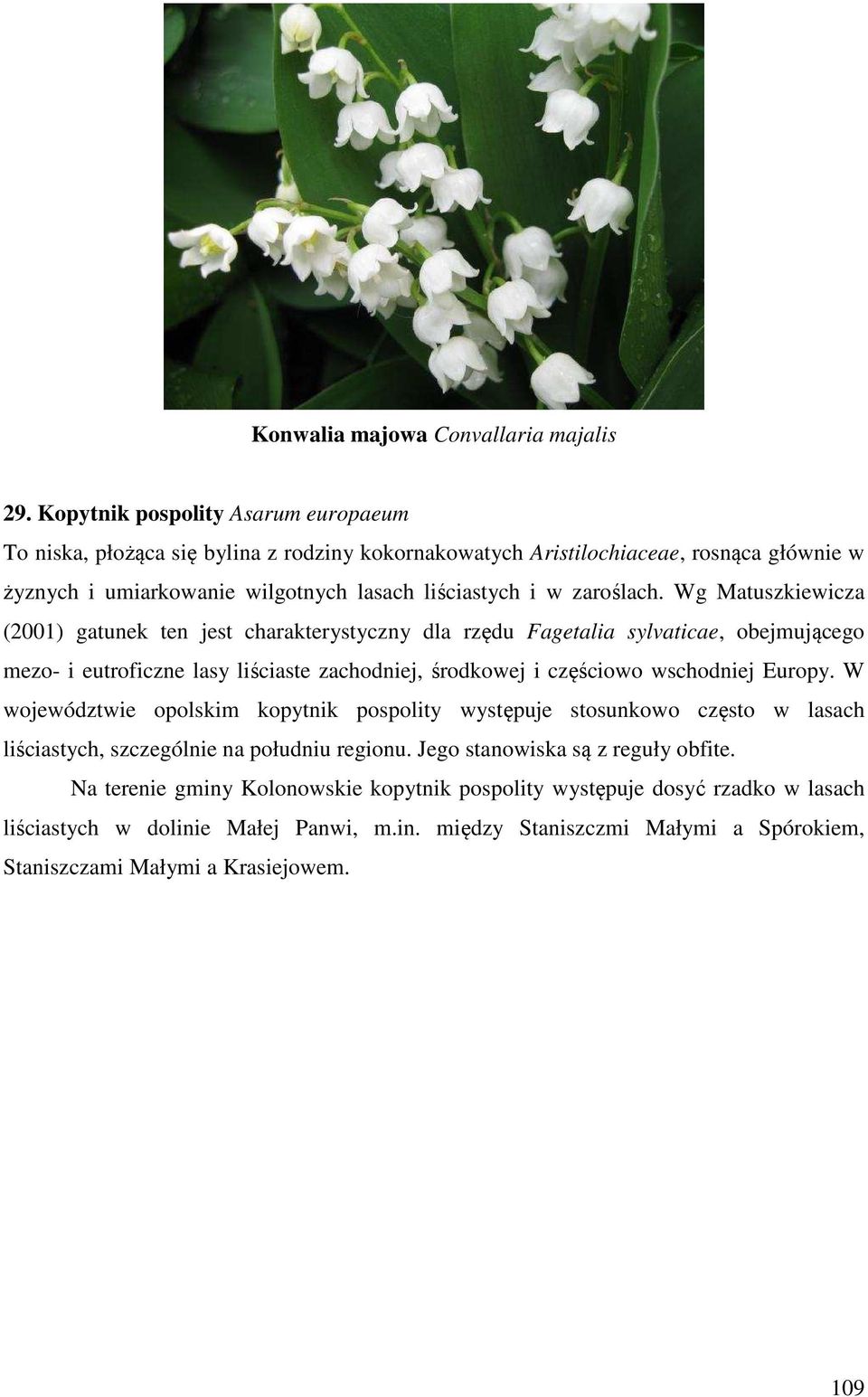 Wg Matuszkiewicza (2001) gatunek ten jest charakterystyczny dla rzędu Fagetalia sylvaticae, obejmującego mezo- i eutroficzne lasy liściaste zachodniej, środkowej i częściowo wschodniej Europy.