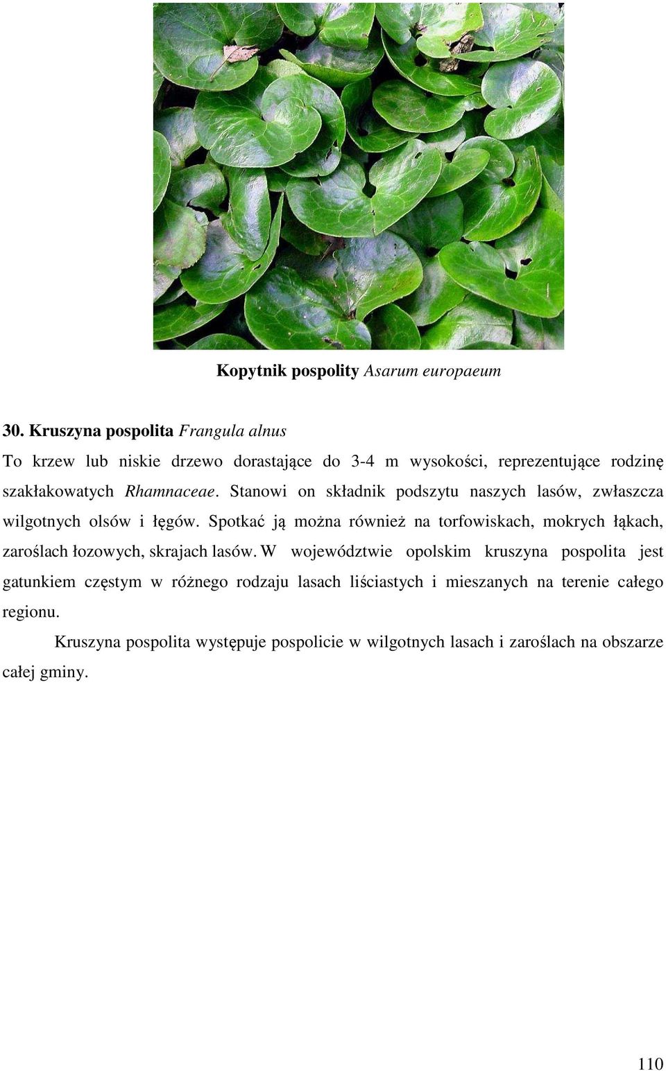 Stanowi on składnik podszytu naszych lasów, zwłaszcza wilgotnych olsów i łęgów.