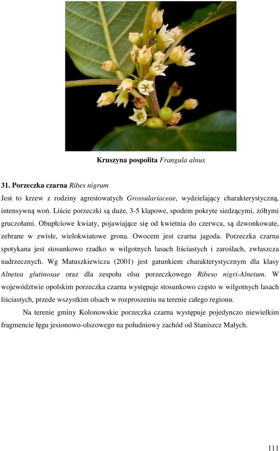 Owocem jest czarna jagoda. Porzeczka czarna spotykana jest stosunkowo rzadko w wilgotnych lasach liściastych i zaroślach, zwłaszcza nadrzecznych.