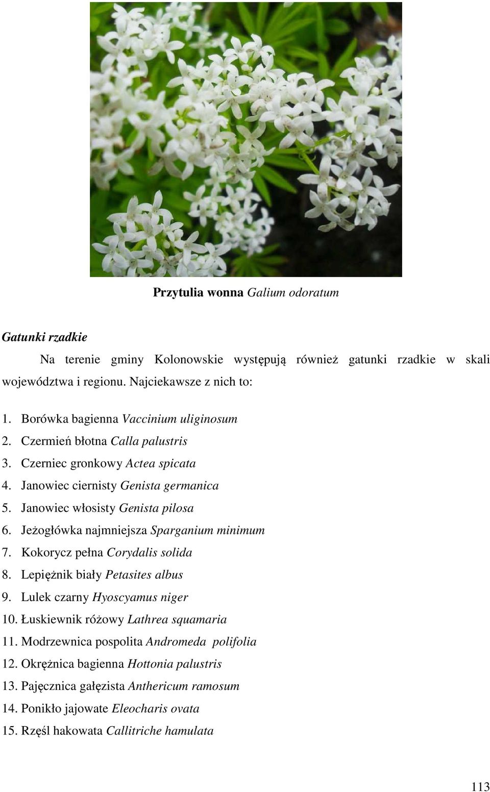Jeżogłówka najmniejsza Sparganium minimum 7. Kokorycz pełna Corydalis solida 8. Lepiężnik biały Petasites albus 9. Lulek czarny Hyoscyamus niger 10. Łuskiewnik różowy Lathrea squamaria 11.