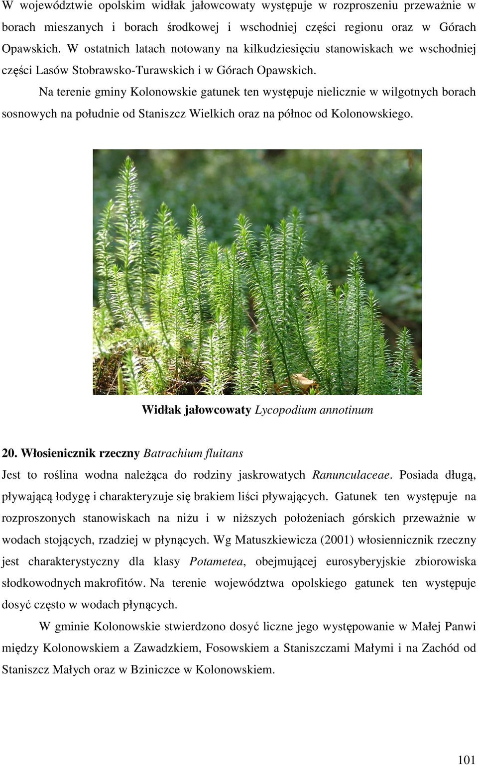 Na terenie gminy Kolonowskie gatunek ten występuje nielicznie w wilgotnych borach sosnowych na południe od Staniszcz Wielkich oraz na północ od Kolonowskiego.
