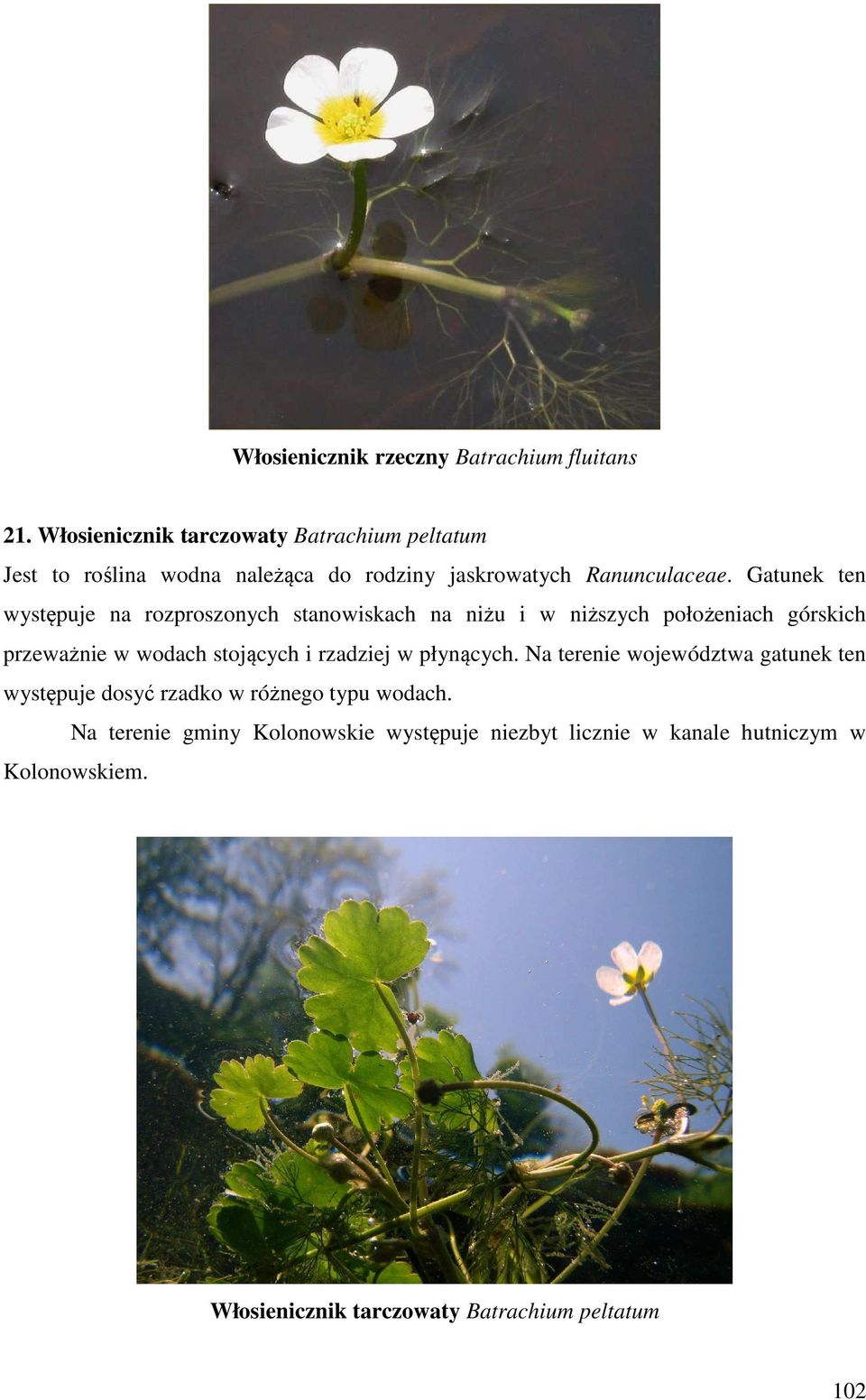 Gatunek ten występuje na rozproszonych stanowiskach na niżu i w niższych położeniach górskich przeważnie w wodach stojących i
