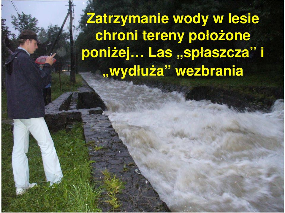 położone poniżej Las