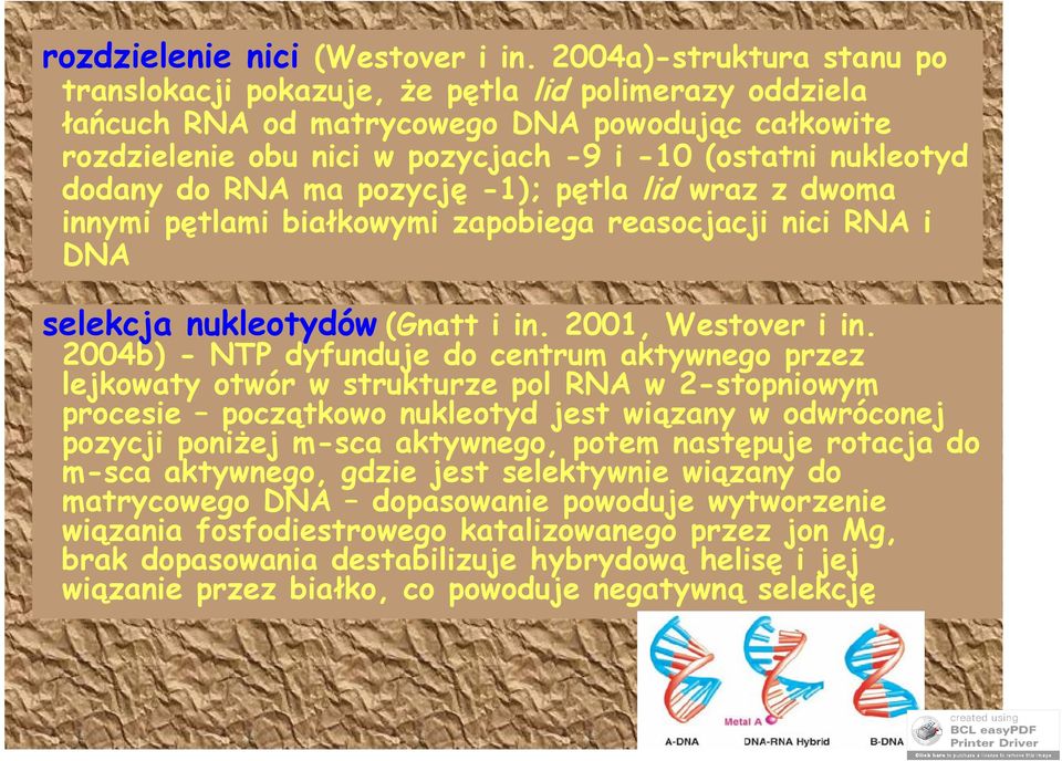 dodany do RNA ma pozycję -1); pętla lid wraz z dwoma innymi pętlami białkowymi zapobiega reasocjacji nici RNA i DNA selekcja nukleotydów (Gnatt i in. 2001, Westover i in.
