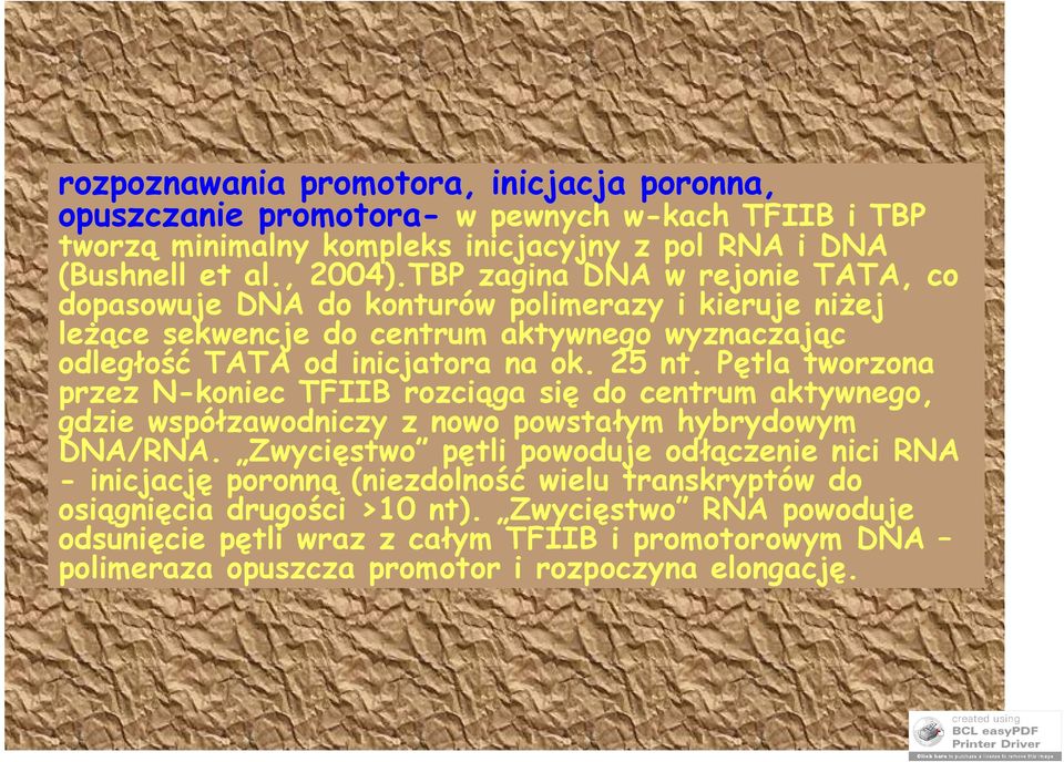 Pętla tworzona przez N-koniec TFIIB rozciąga się do centrum aktywnego, gdzie współzawodniczy z nowo powstałym hybrydowym DNA/RNA.