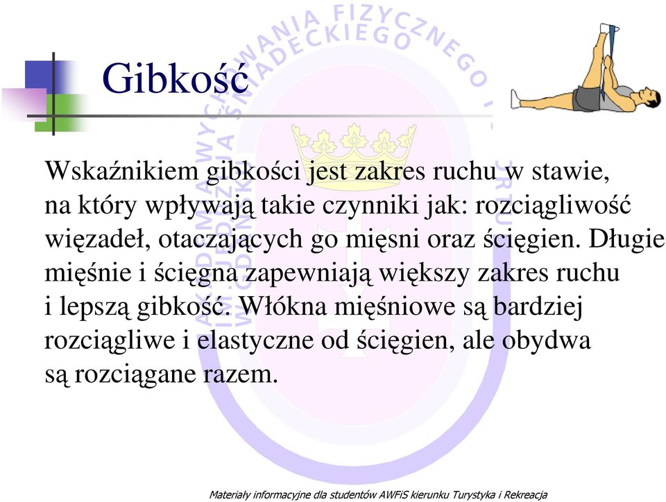 Długie mięśnie i ścięgna zapewniają większy zakres ruchu i lepszą gibkość.