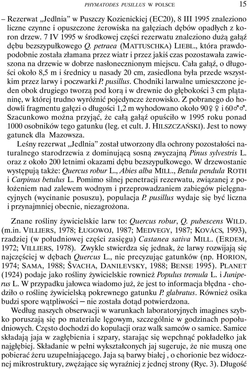 , która prawdopodobnie została złamana przez wiatr i przez jakiś czas pozostawała zawieszona na drzewie w dobrze nasłonecznionym miejscu.
