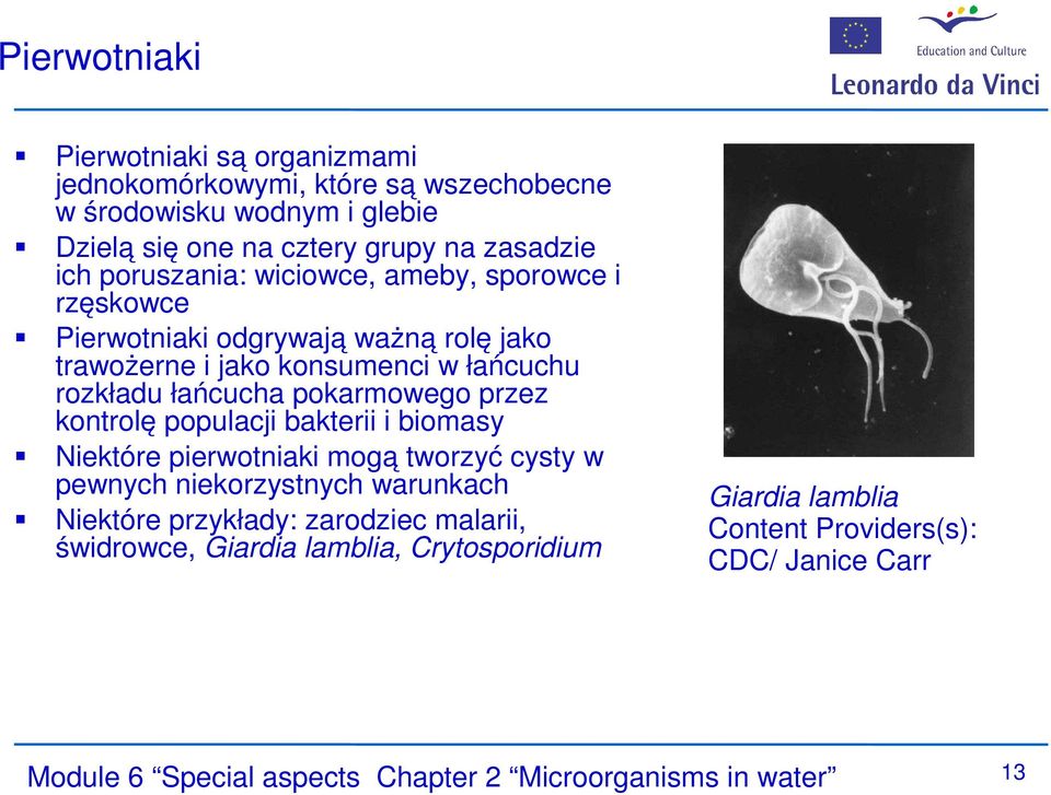 przez kontrolę populacji bakterii i biomasy Niektóre pierwotniaki mogą tworzyć cysty w pewnych niekorzystnych warunkach Niektóre przykłady: zarodziec malarii,