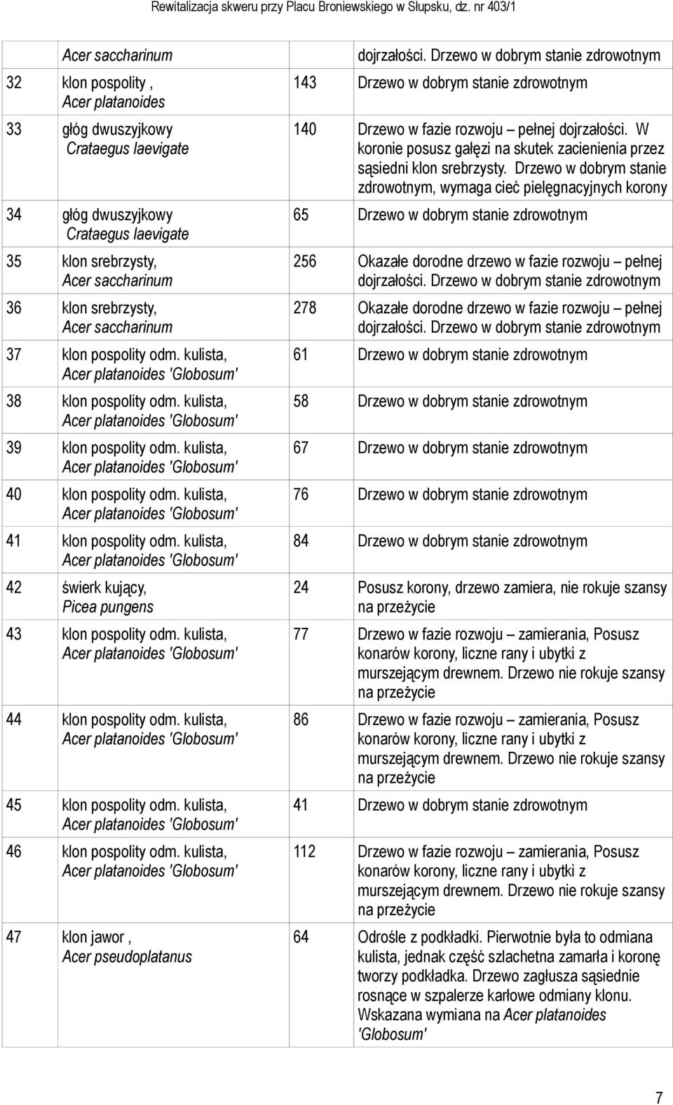 kulista, 42 świerk kujący, Picea pungens 43 klon pospolity odm. kulista, 44 klon pospolity odm. kulista, 45 klon pospolity odm. kulista, 46 klon pospolity odm.