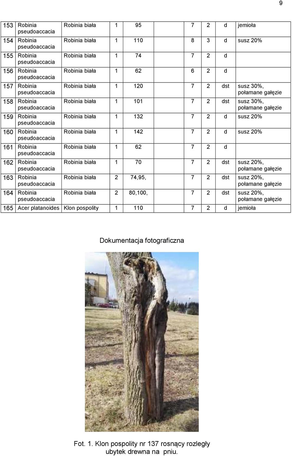 biała 1 132 7 2 d susz 20% Robinia biała 1 142 7 2 d susz 20% Robinia biała 1 62 7 2 d Robinia biała 1 70 7 2 dst susz 20%, Robinia biała 2 74,95, 7 2 dst susz 20%, Robinia