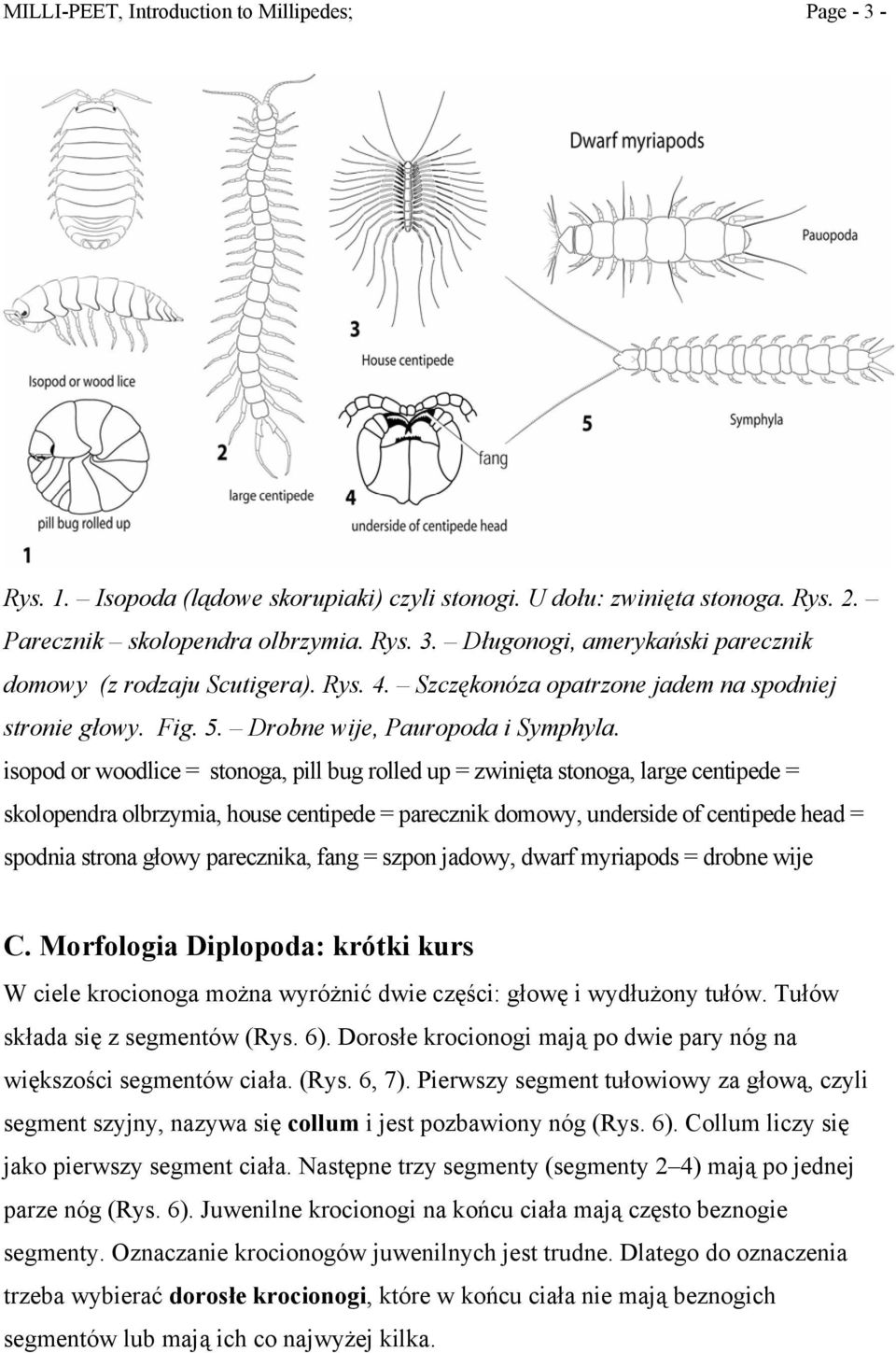 isopod or woodlice = stonoga, pill bug rolled up = zwinięta stonoga, large centipede = skolopendra olbrzymia, house centipede = parecznik domowy, underside of centipede head = spodnia strona głowy