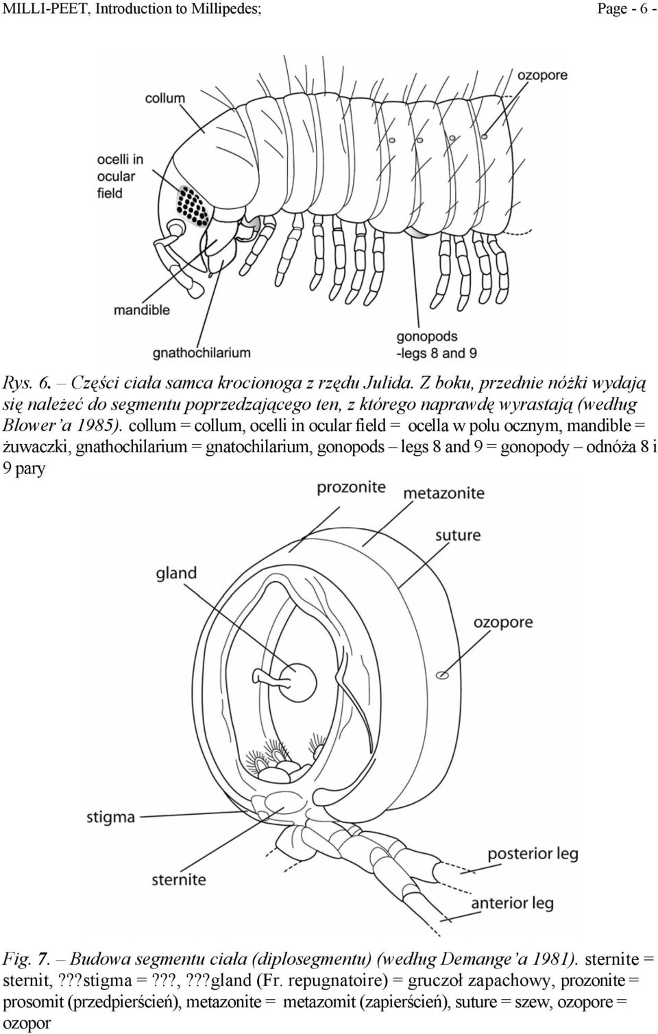 collum = collum, ocelli in ocular field = ocella w polu ocznym, mandible = żuwaczki, gnathochilarium = gnatochilarium, gonopods legs 8 and 9 = gonopody odnóża 8 i 9