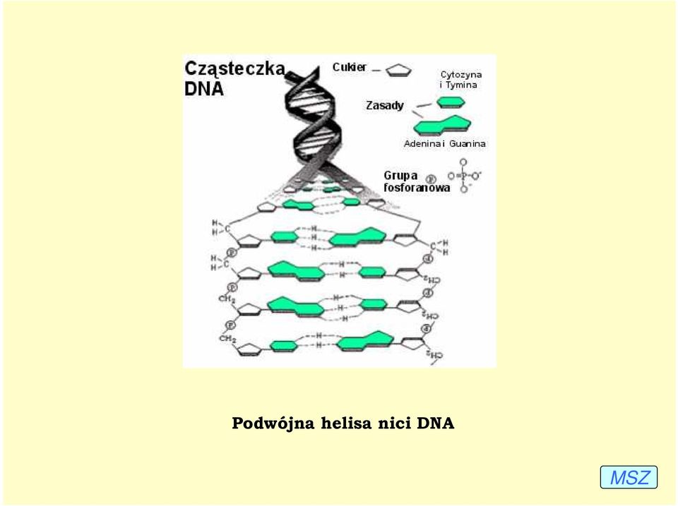 nici DNA