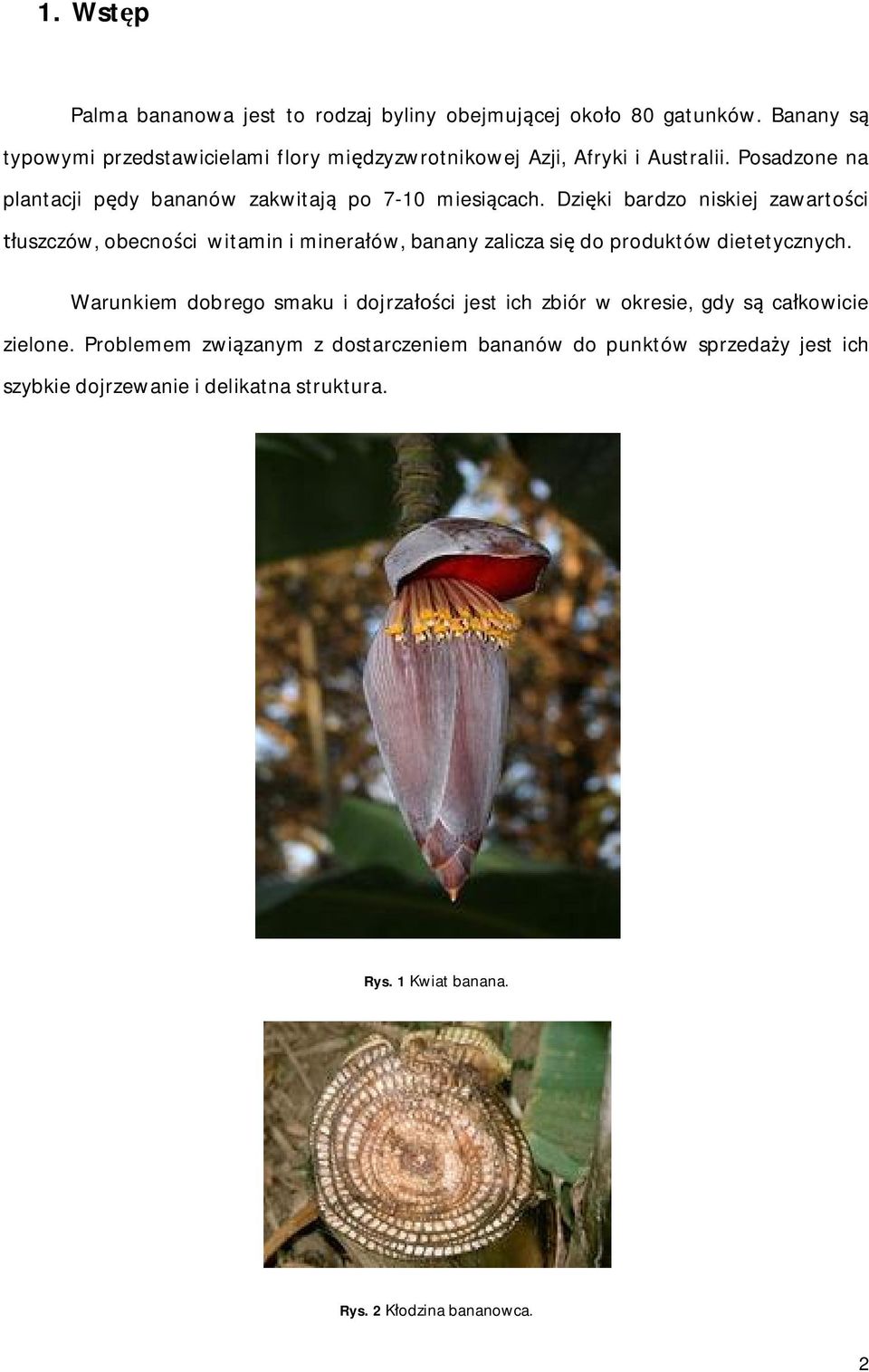 Posadzone na plantacji pdy bananów zakwitaj po 7-10 miesicach.