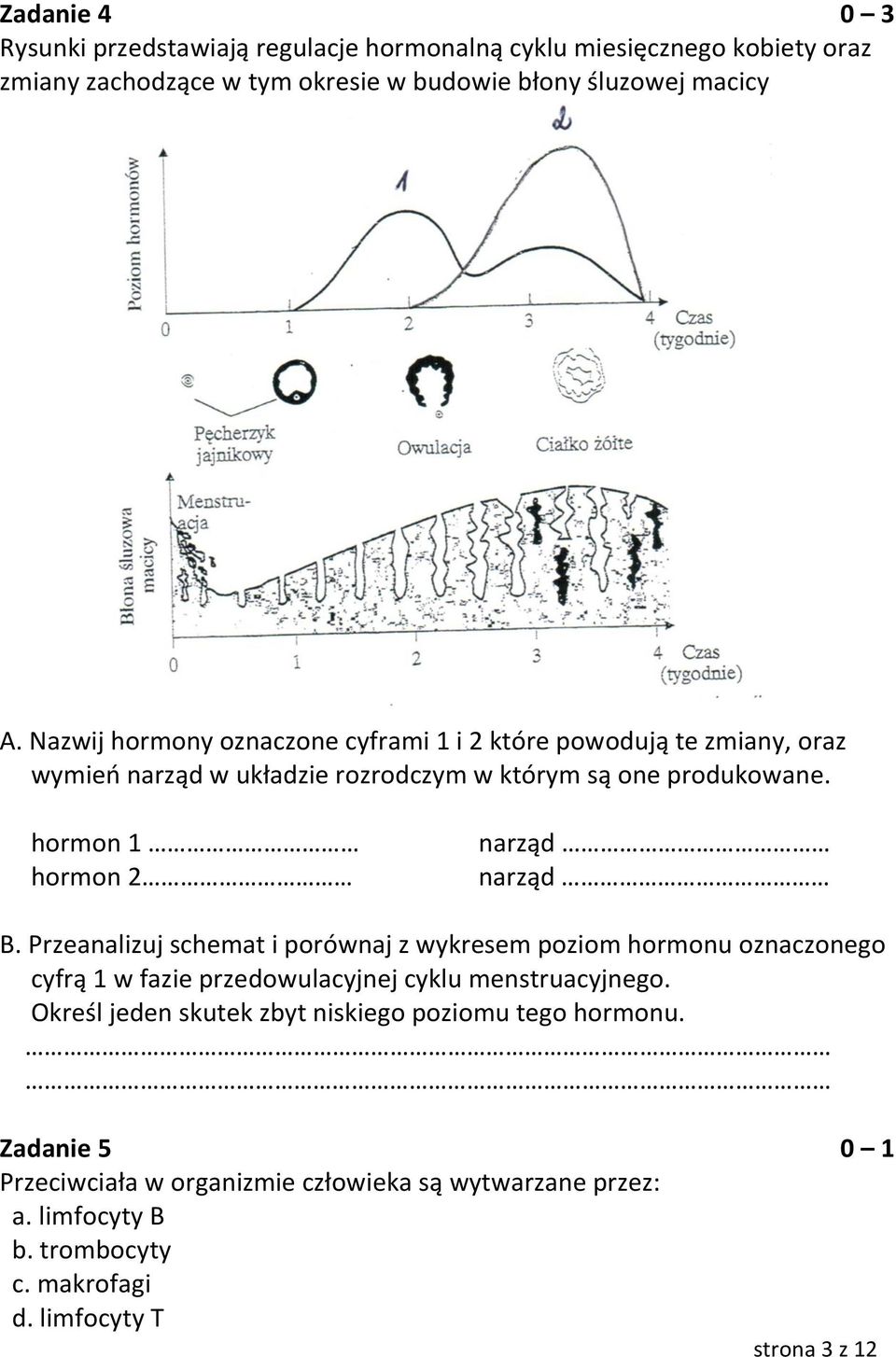hormon 1 hormon 2 narząd narząd B. Przeanalizuj schemat i porównaj z wykresem poziom hormonu oznaczonego cyfrą 1 w fazie przedowulacyjnej cyklu menstruacyjnego.
