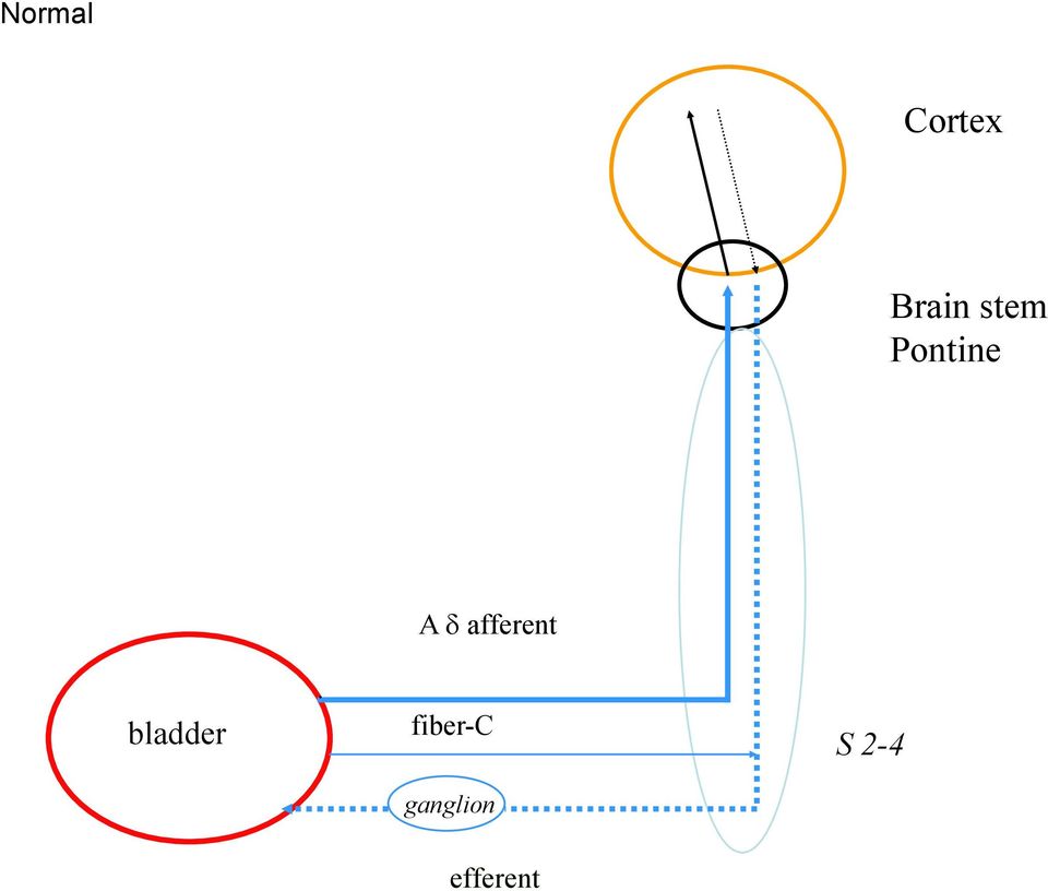 afferent bladder